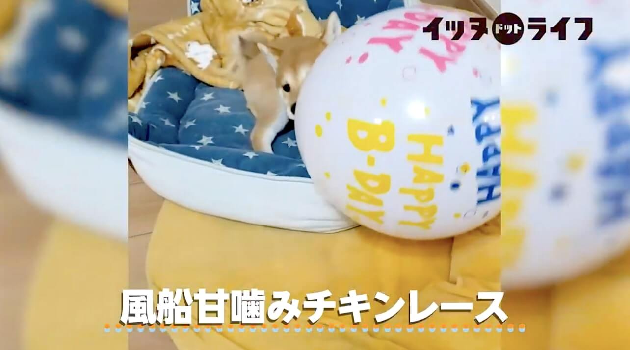 柴犬,動画,イッヌドットライフ