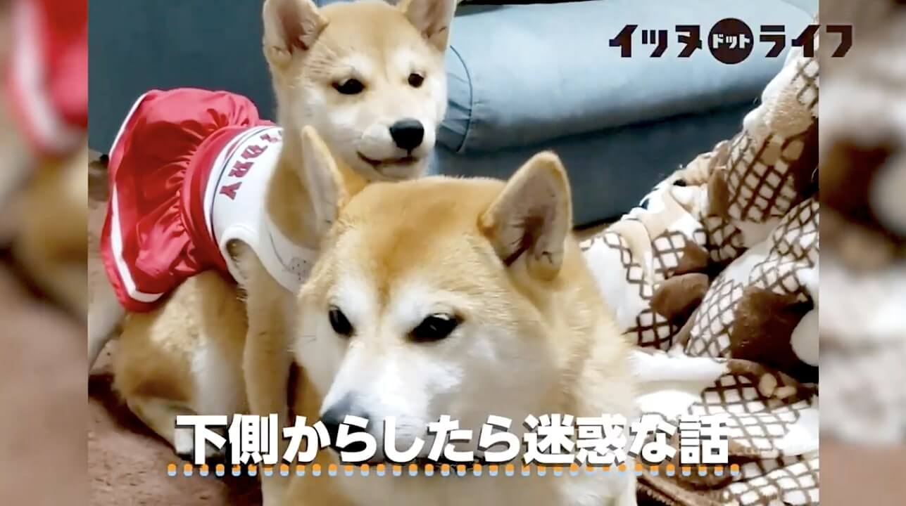 柴犬,動画,イッヌドットライフ