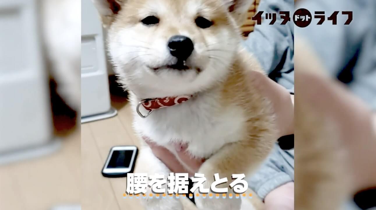 柴犬,動画,イッヌドットライフ