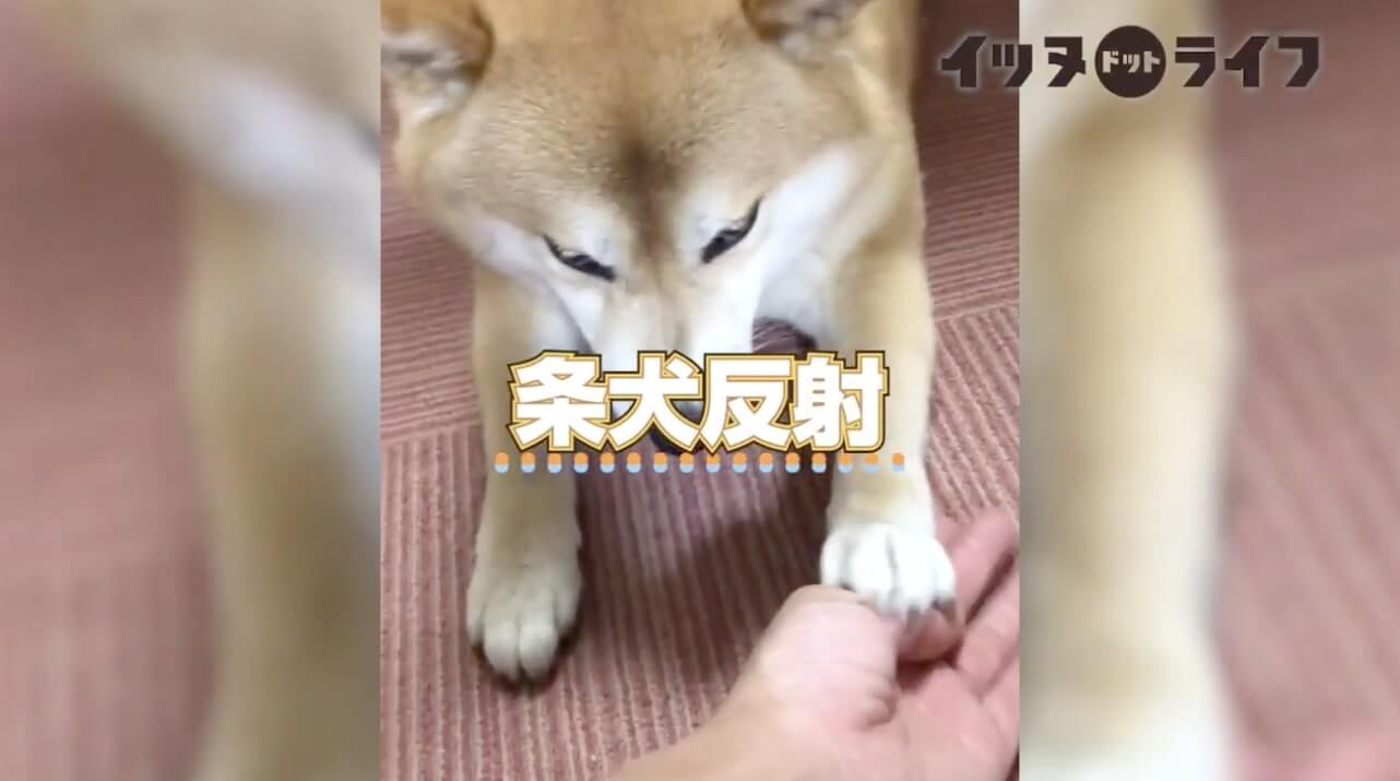 柴犬,動画,イッヌドットライフ