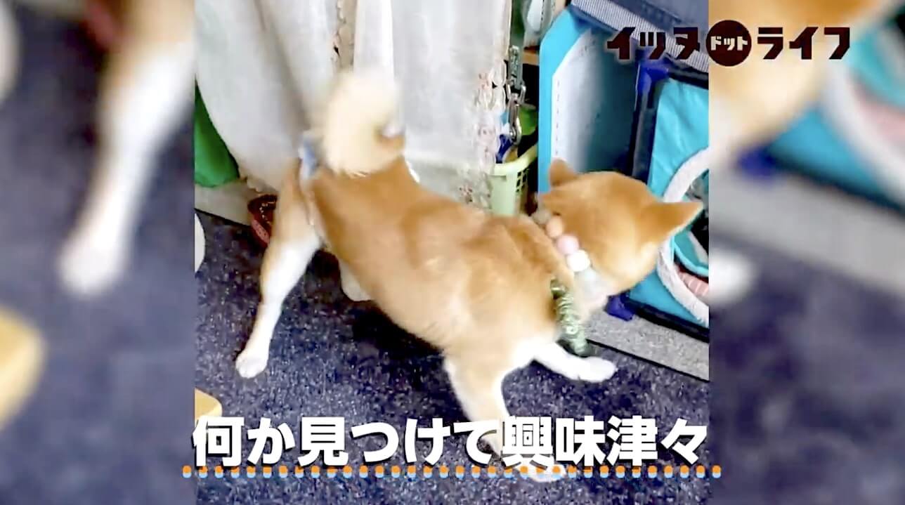 柴犬,動画,イッヌドットライフ