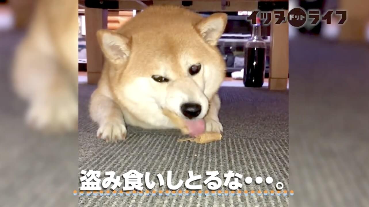柴犬,動画,イッヌドットライフ