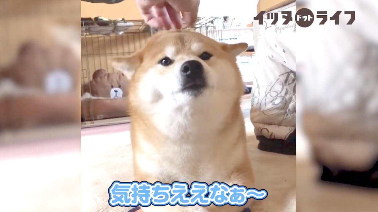柴犬,動画,イッヌドットライフ