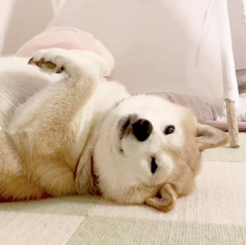 柴犬,Instagram,ツボった