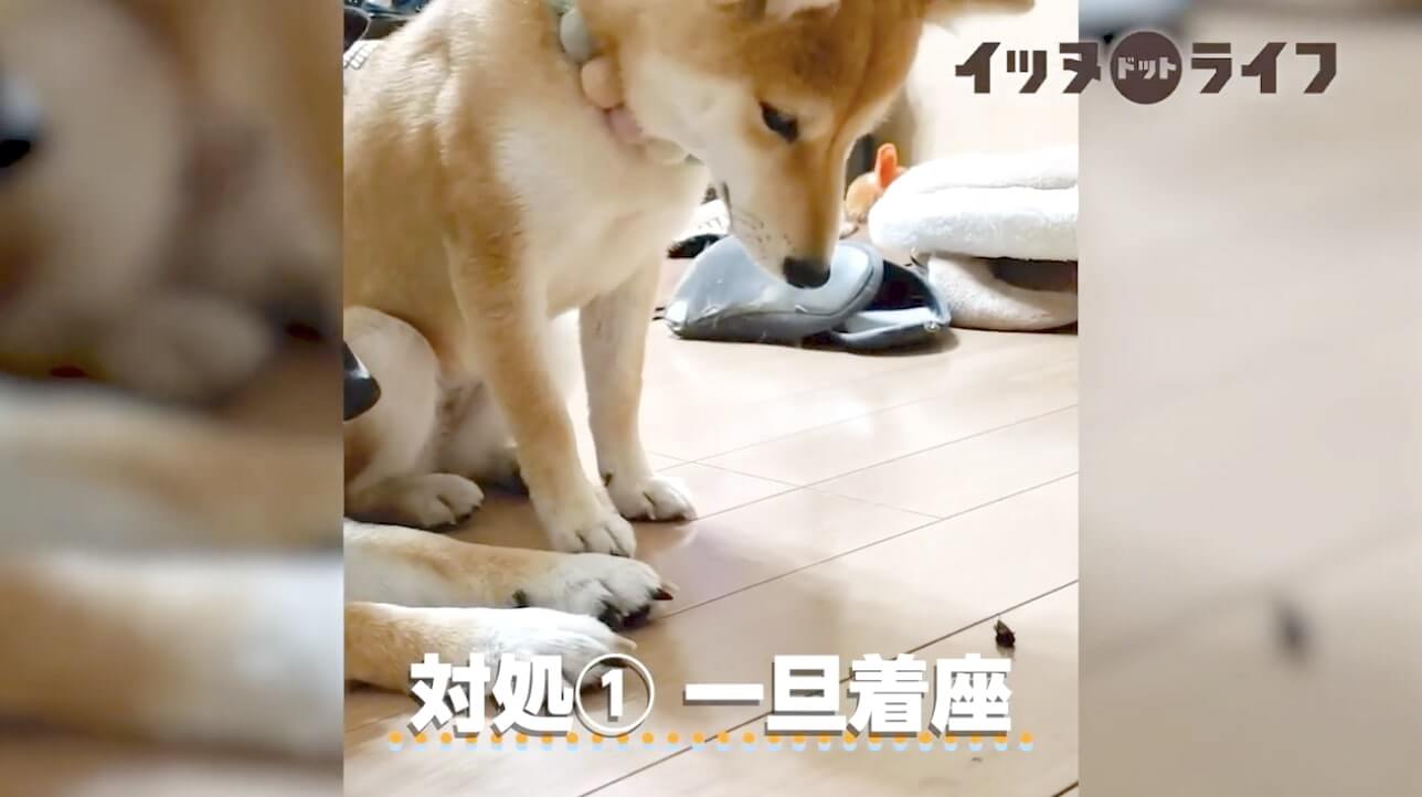 柴犬,動画,イッヌドットライフ