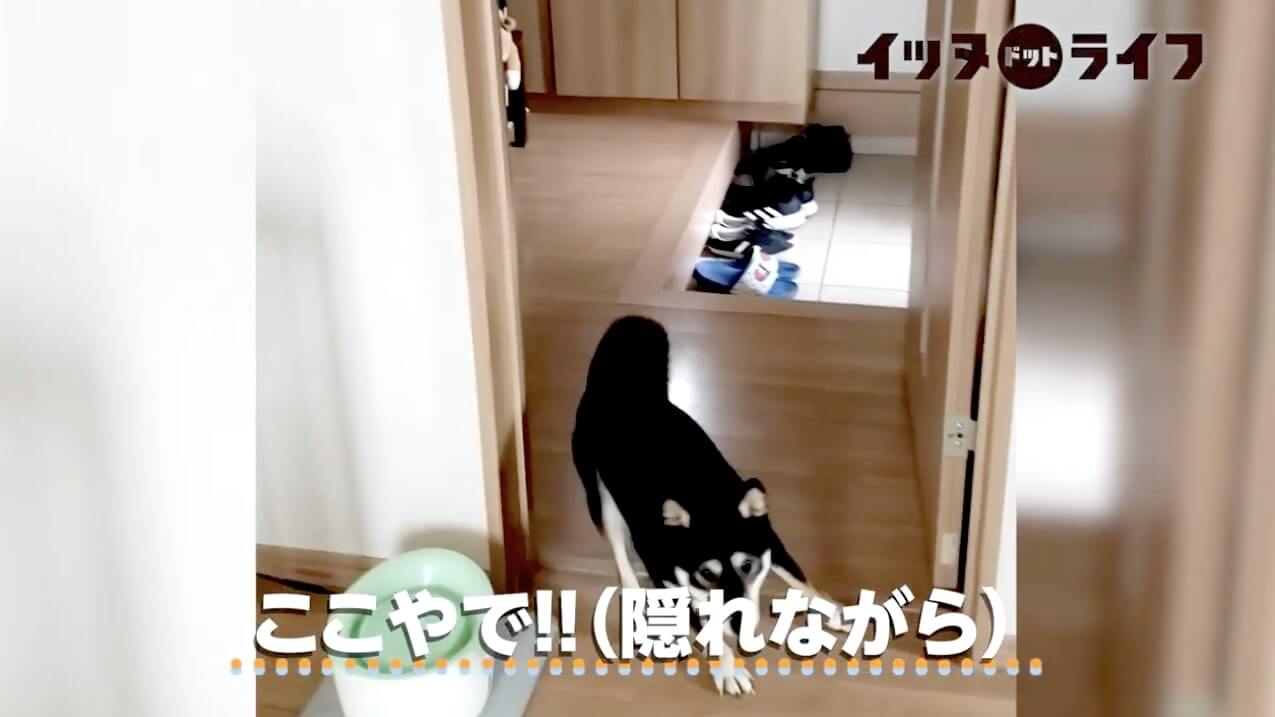 柴犬,動画,イッヌドットライフ