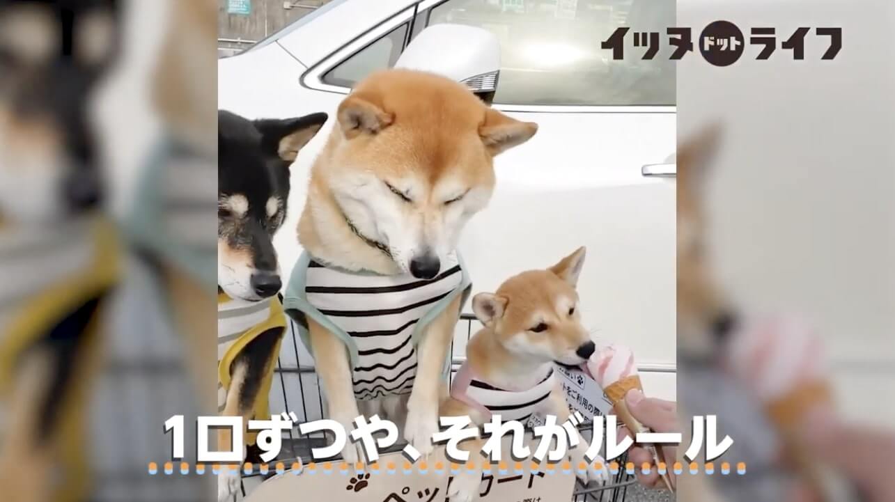 柴犬,動画,イッヌドットライフ
