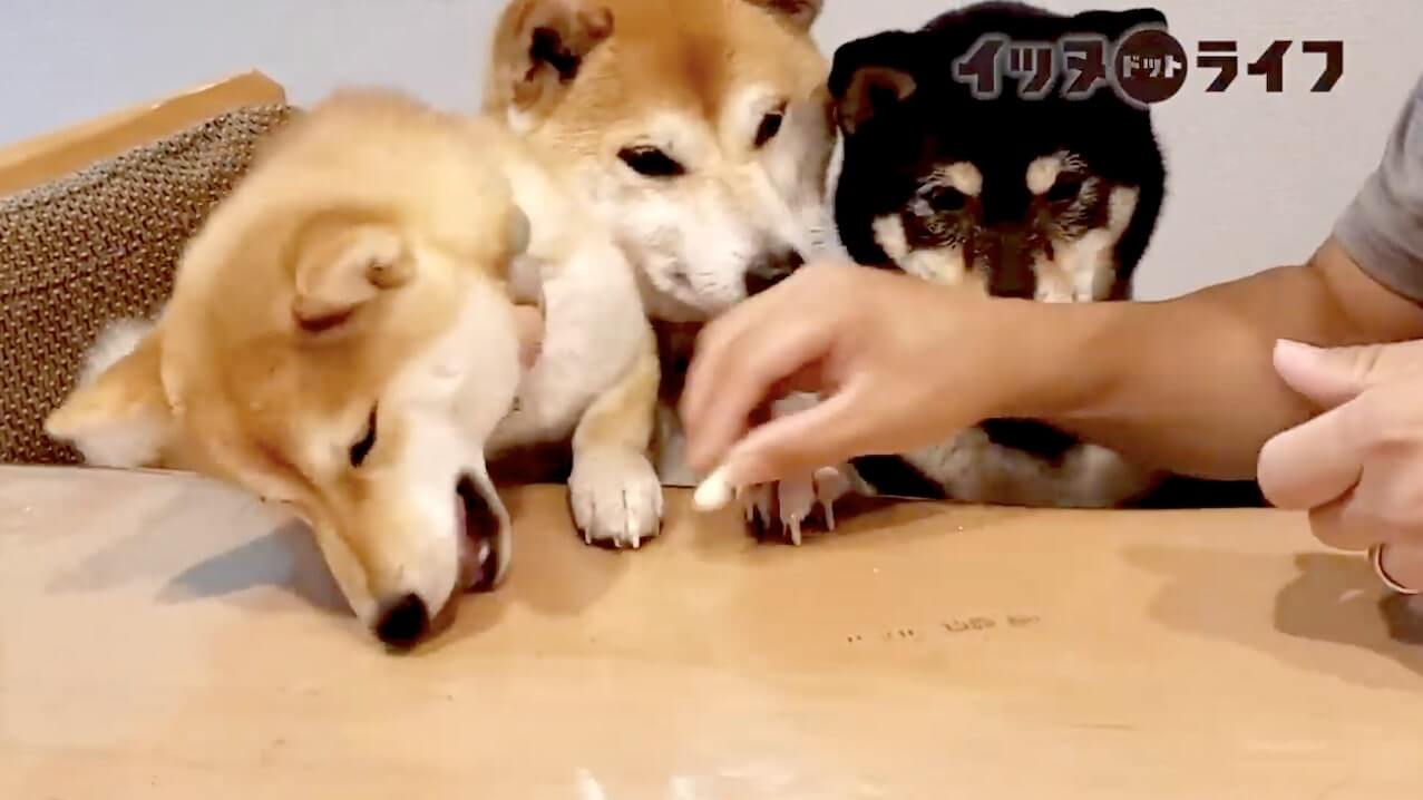 柴犬,動画,イッヌドットライフ