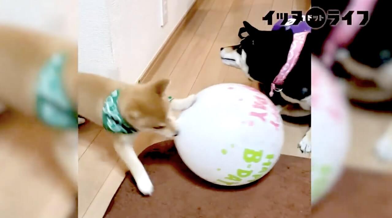 柴犬,動画,イッヌドットライフ