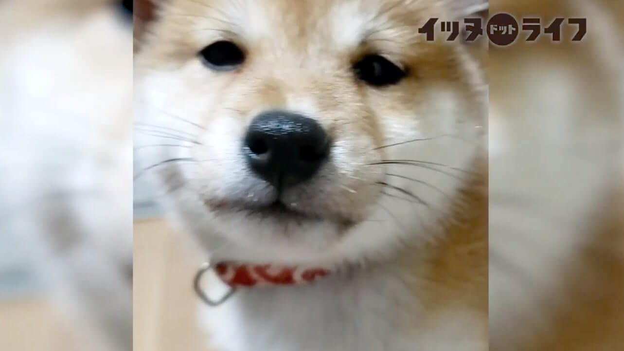 柴犬,動画,イッヌドットライフ