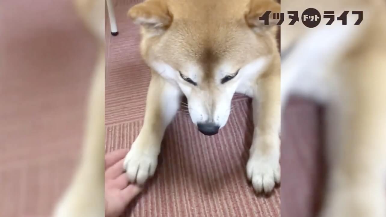 柴犬,動画,イッヌドットライフ
