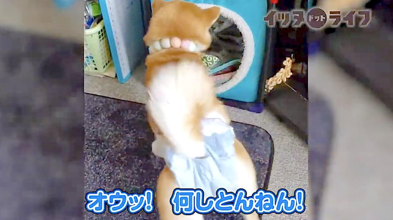 柴犬,動画,イッヌドットライフ