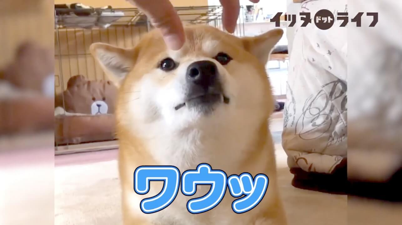 柴犬,動画,イッヌドットライフ