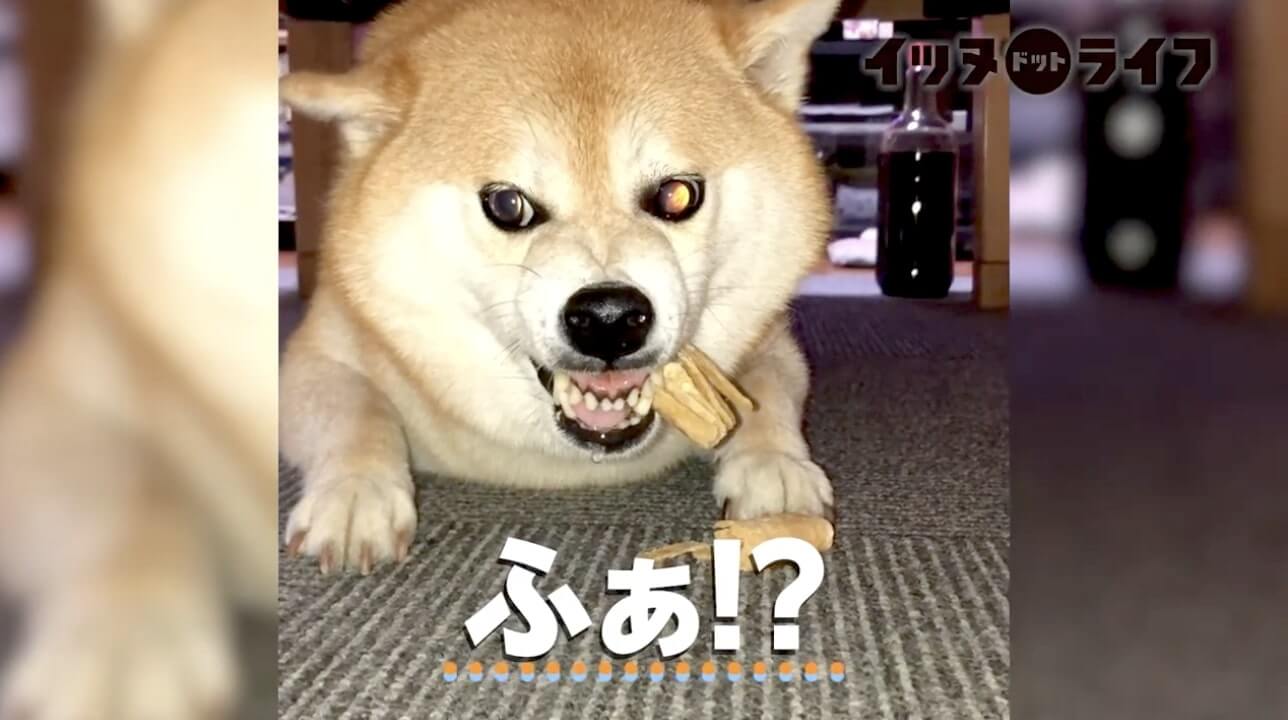 柴犬,動画,イッヌドットライフ