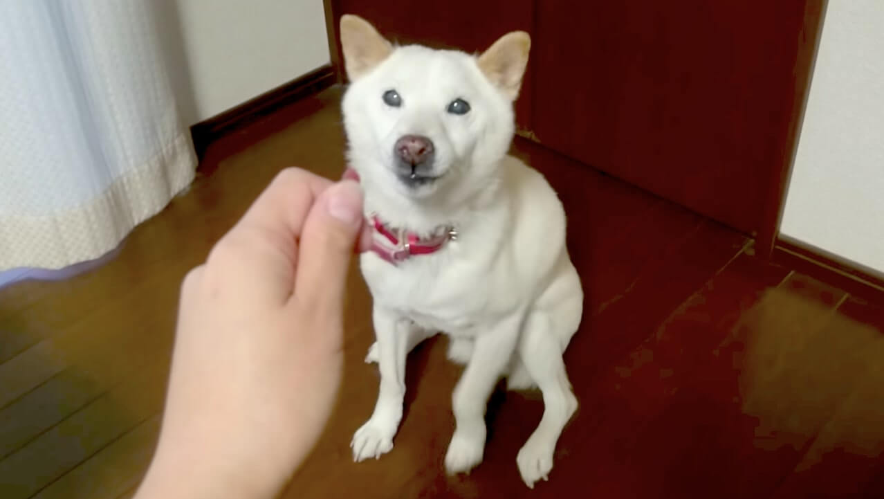 柴犬,YouTube