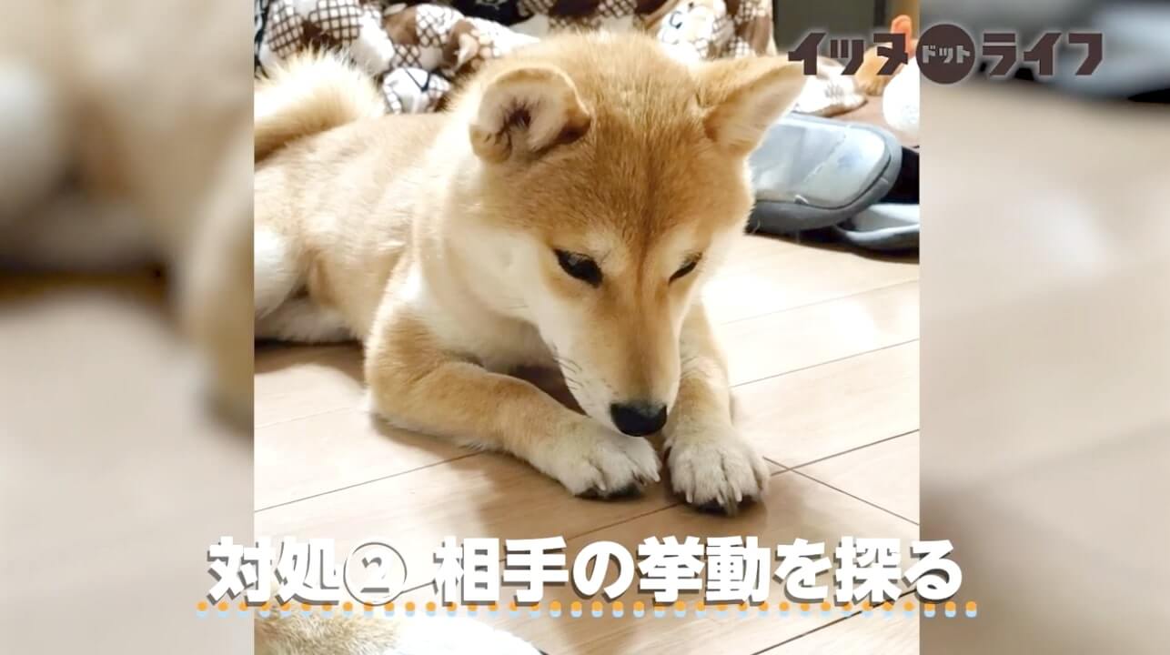 柴犬,動画,イッヌドットライフ
