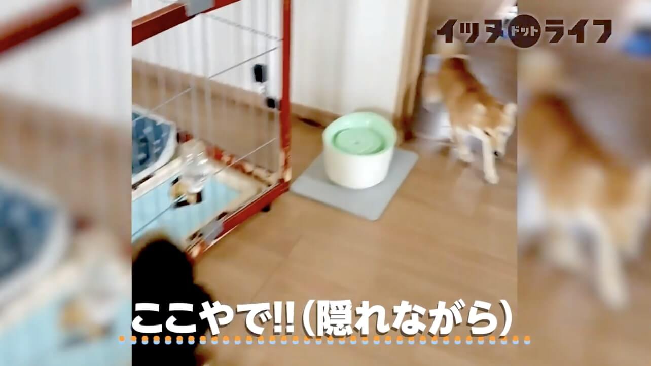 柴犬,動画,イッヌドットライフ