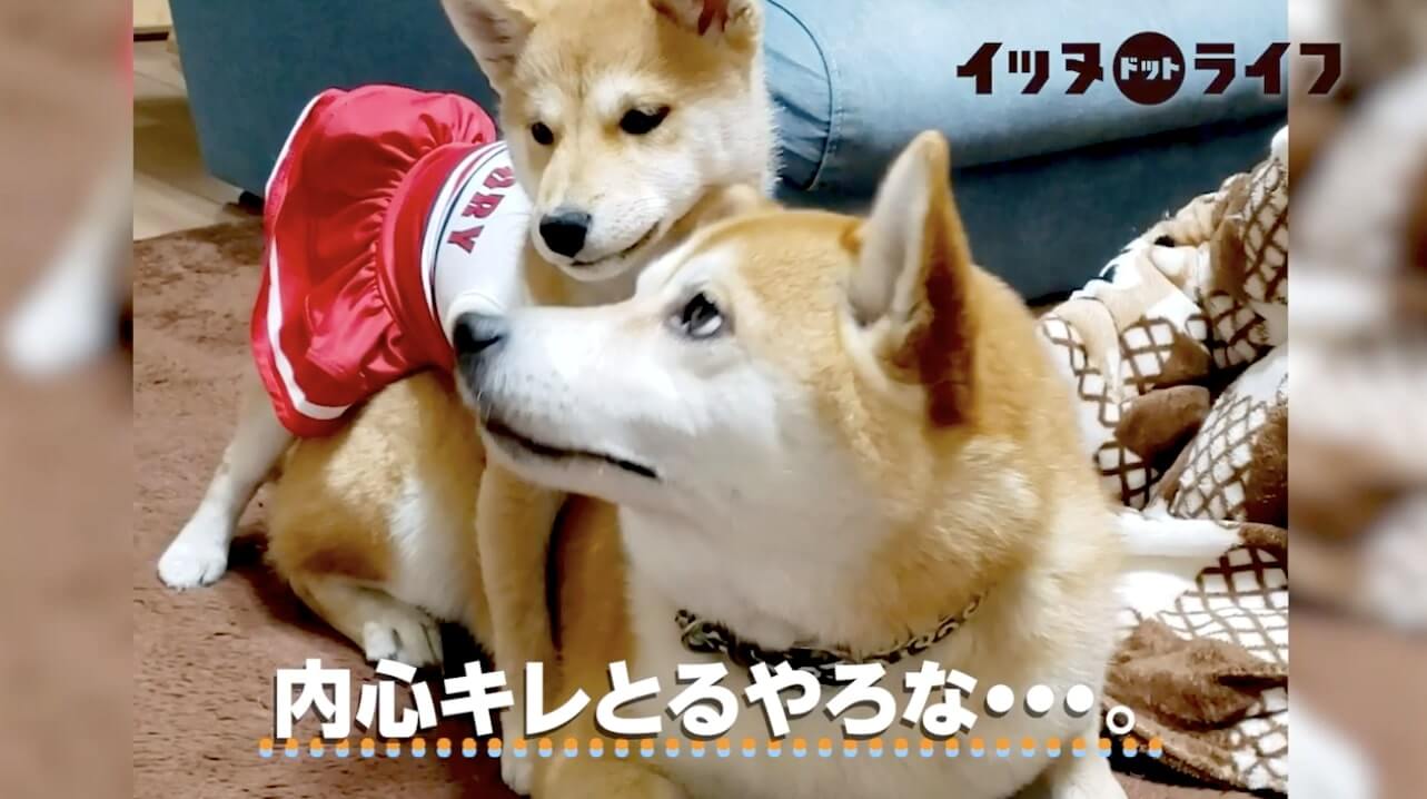 柴犬,動画,イッヌドットライフ