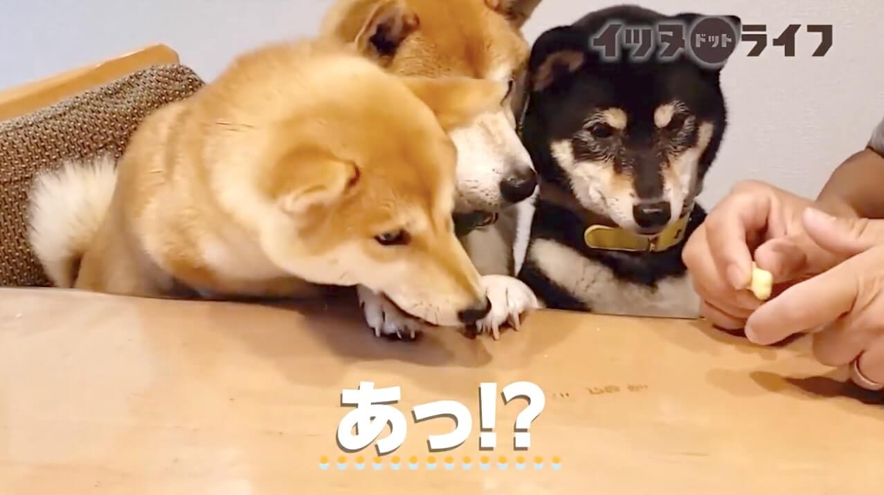 柴犬,動画,イッヌドットライフ