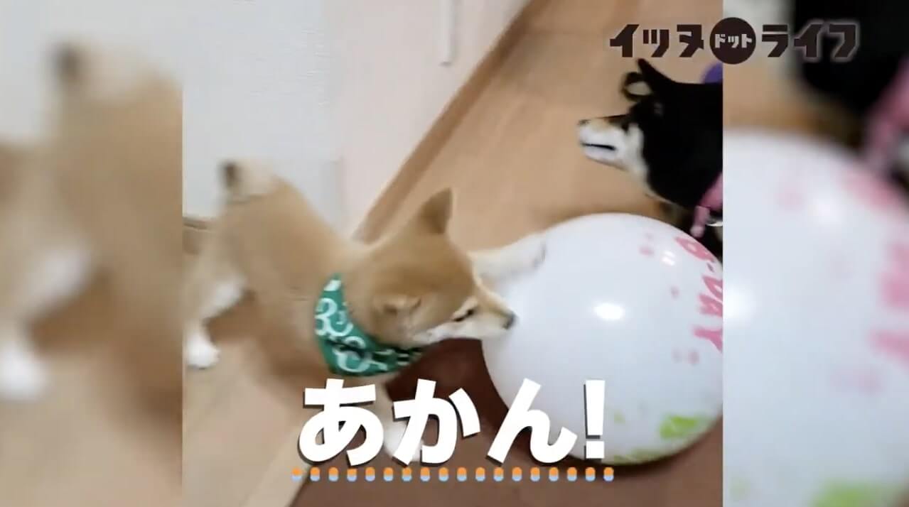 柴犬,動画,イッヌドットライフ