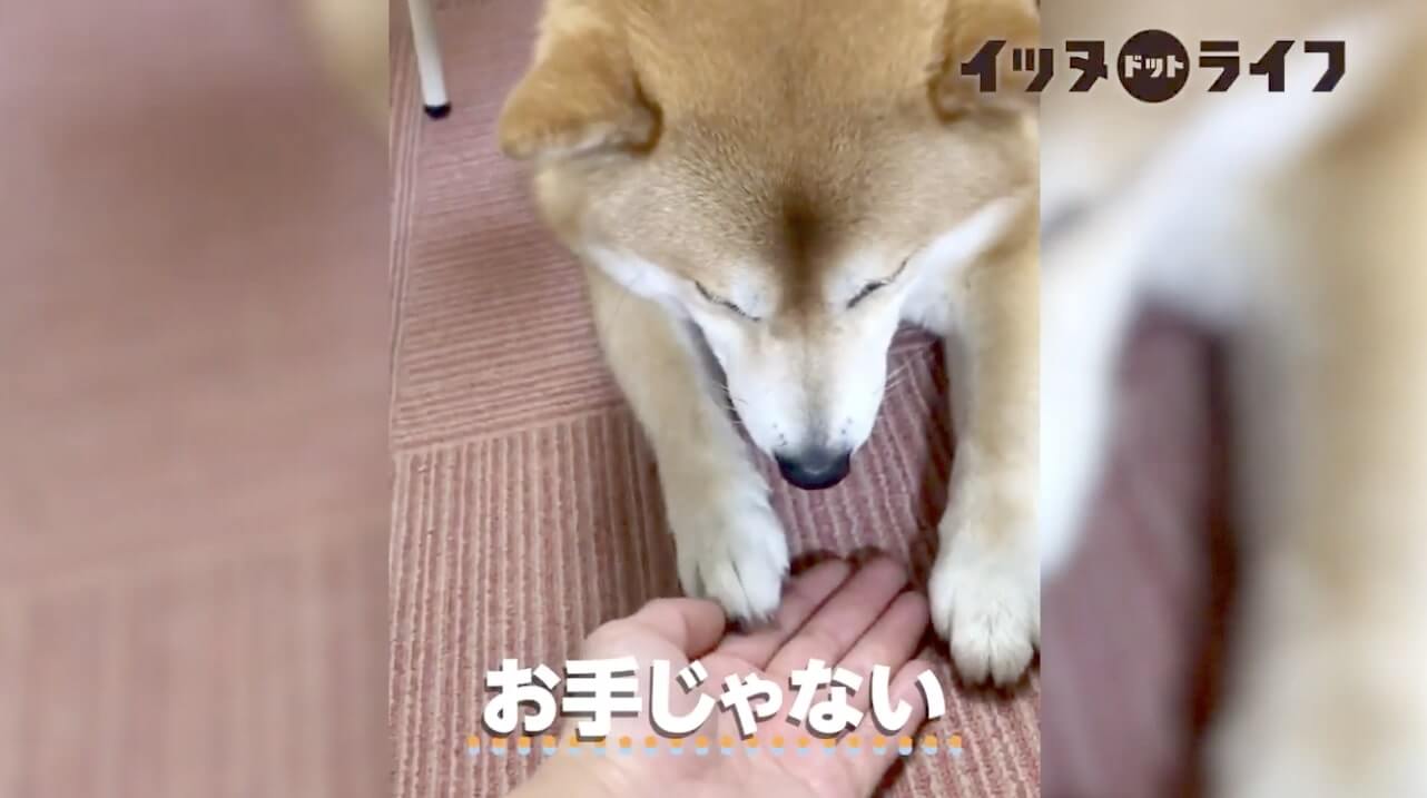 柴犬,動画,イッヌドットライフ