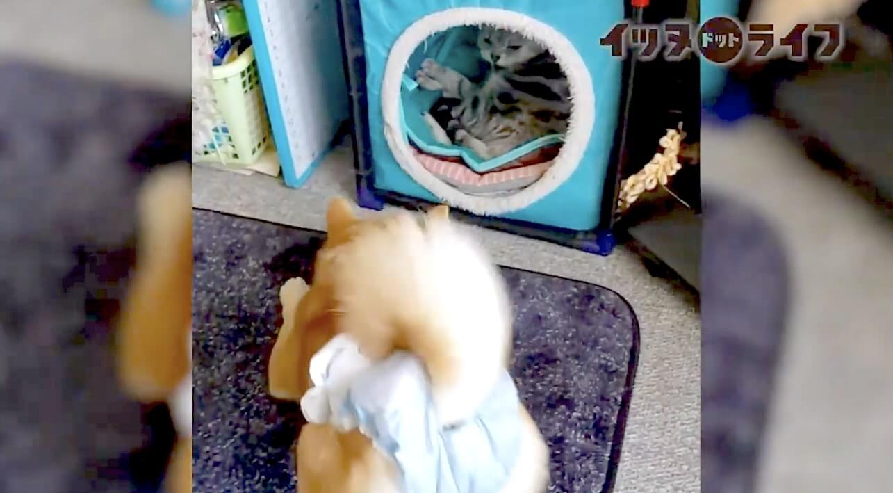 柴犬,動画,イッヌドットライフ