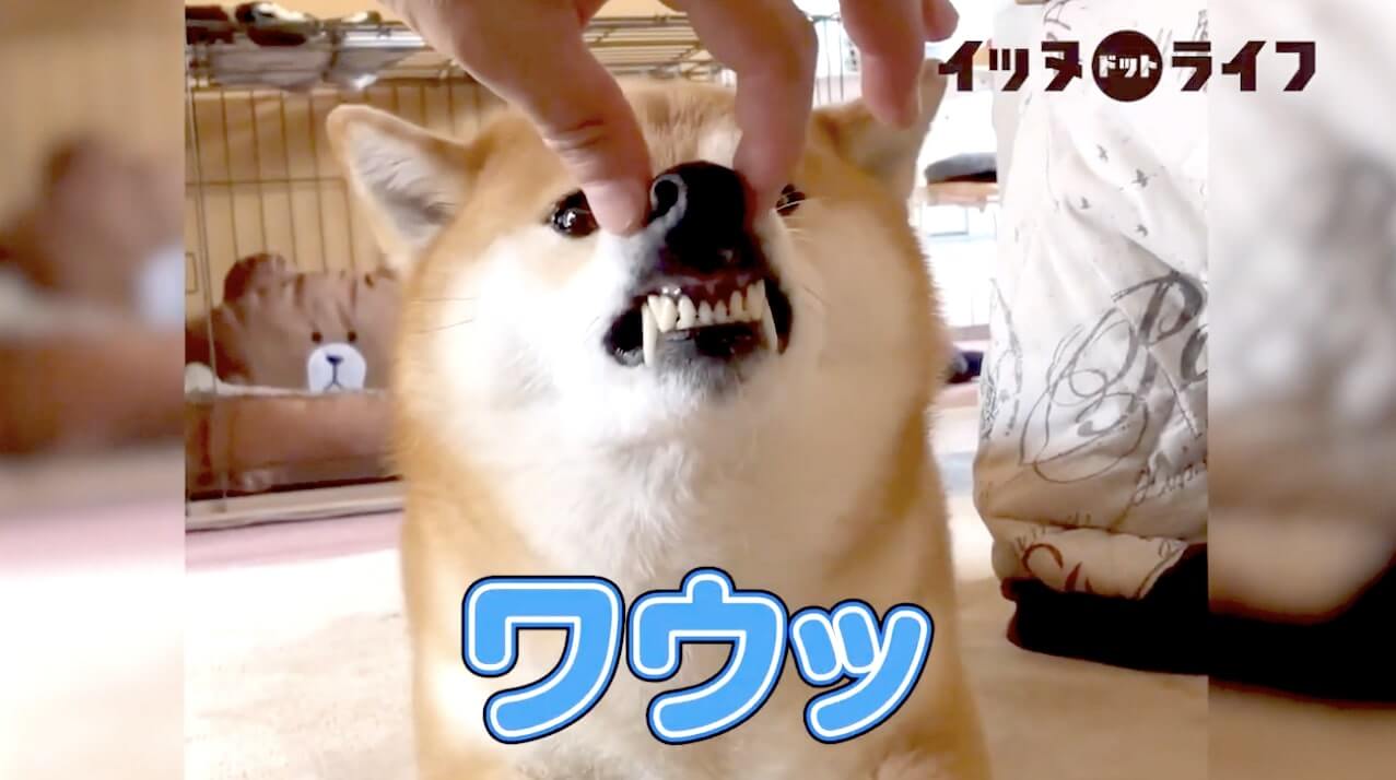 柴犬,動画,イッヌドットライフ