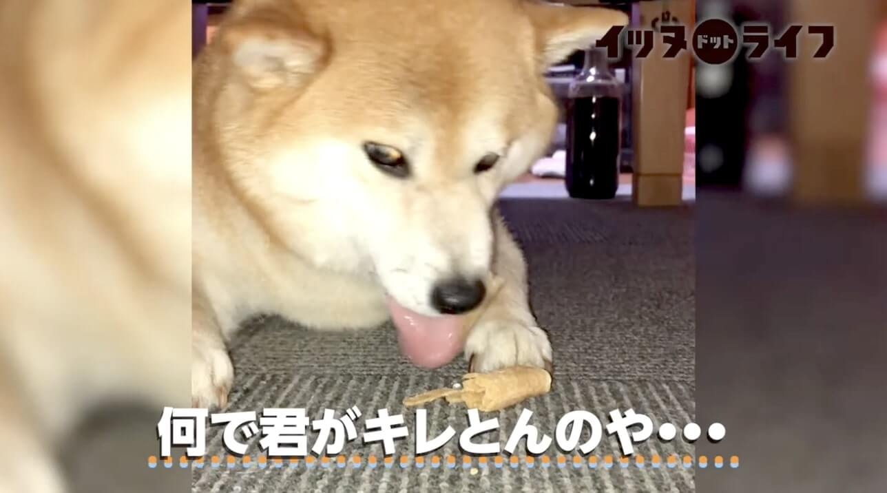 柴犬,動画,イッヌドットライフ