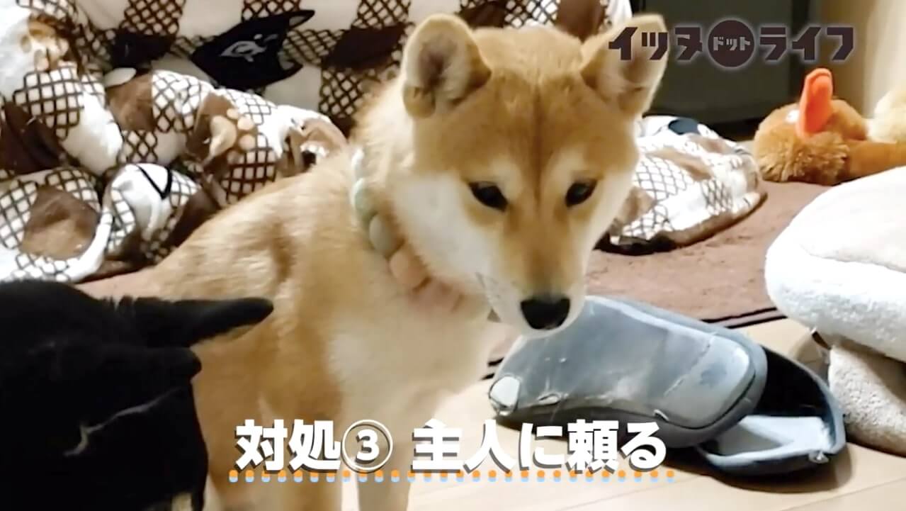 柴犬,動画,イッヌドットライフ