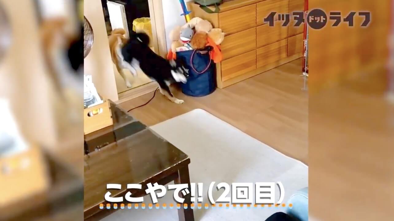 柴犬,動画,イッヌドットライフ