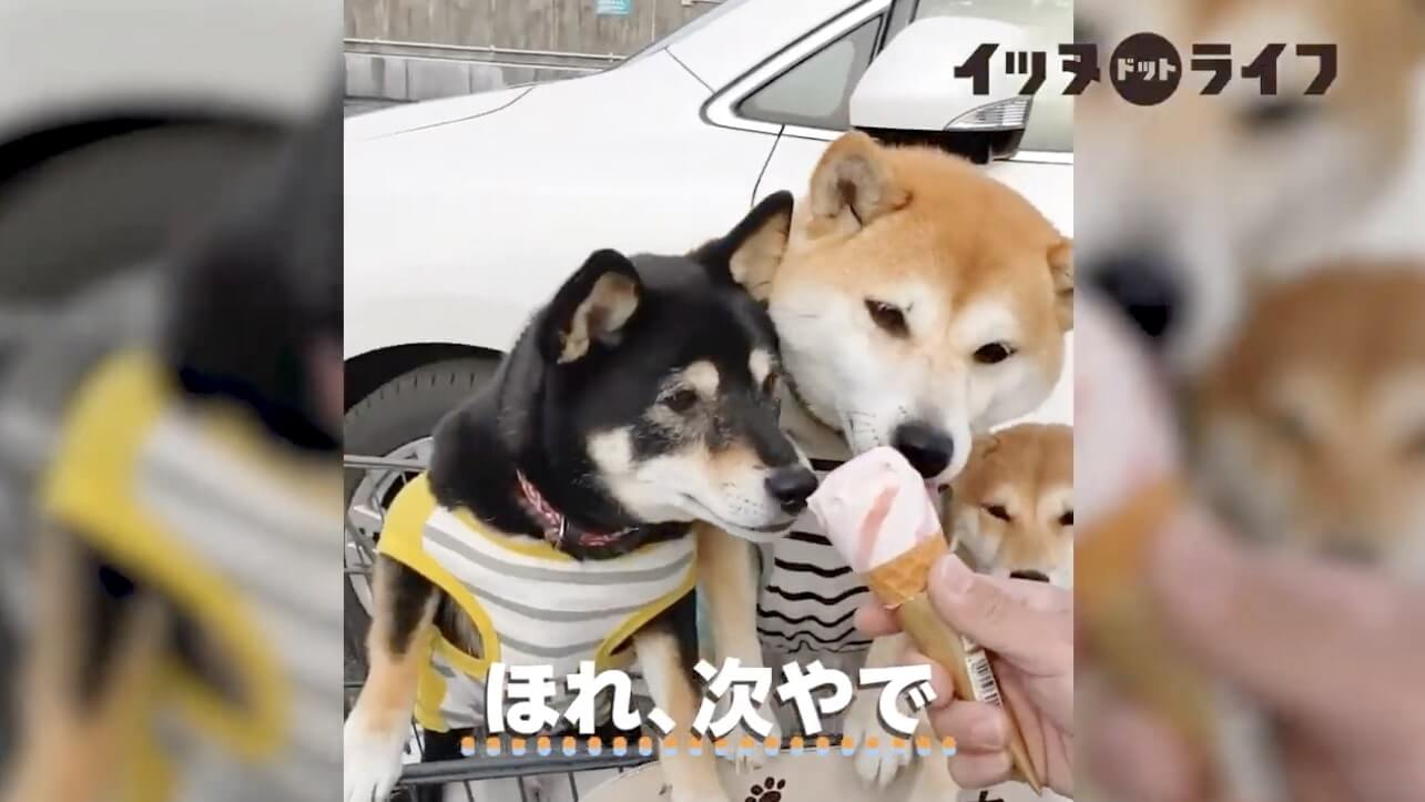 柴犬,動画,イッヌドットライフ