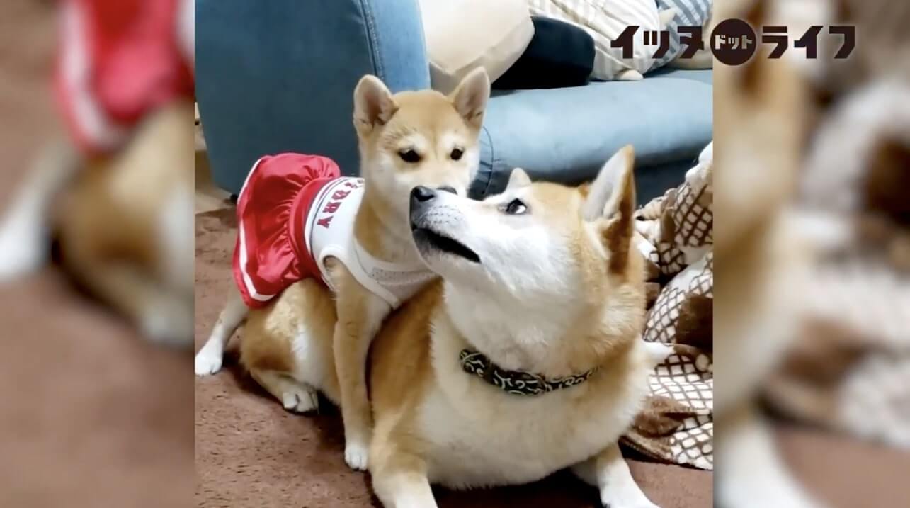 柴犬,動画,イッヌドットライフ