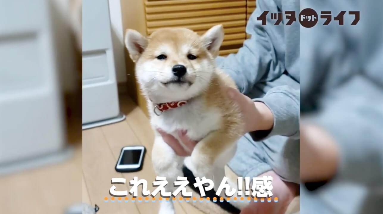 柴犬,動画,イッヌドットライフ