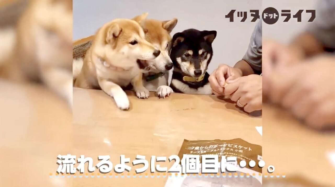 柴犬,動画,イッヌドットライフ