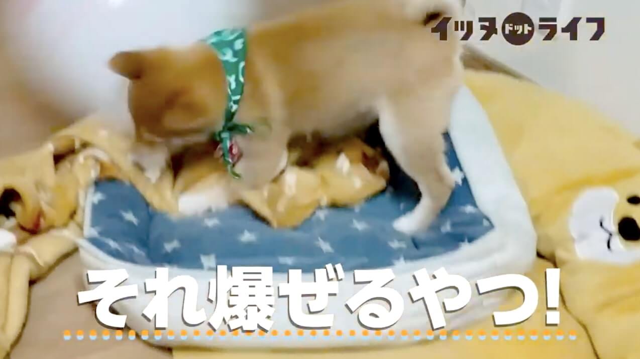 柴犬,動画,イッヌドットライフ