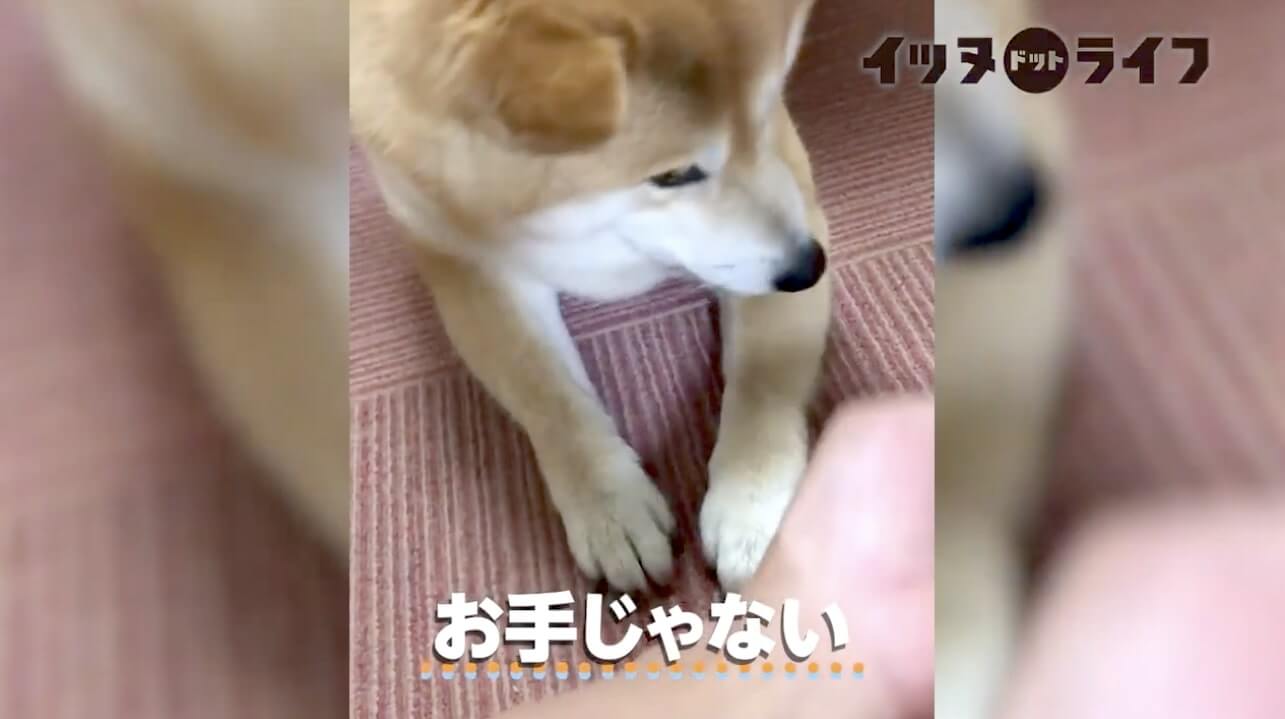 柴犬,動画,イッヌドットライフ