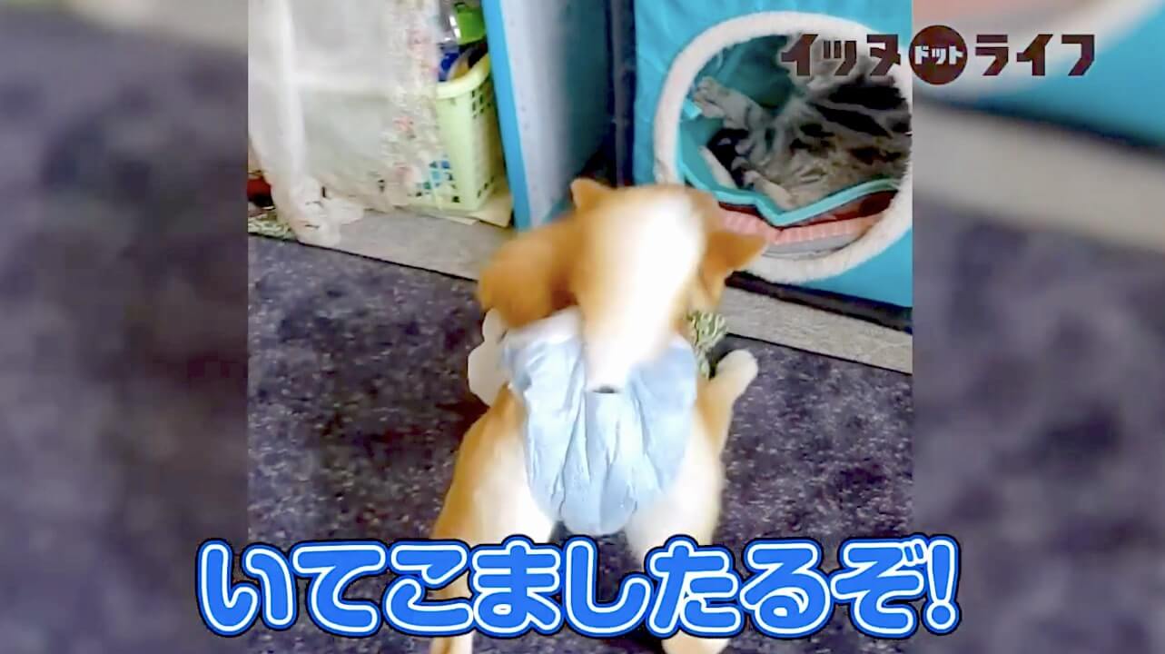 柴犬,動画,イッヌドットライフ