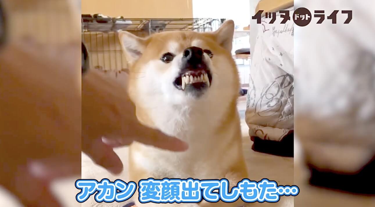 柴犬,動画,イッヌドットライフ