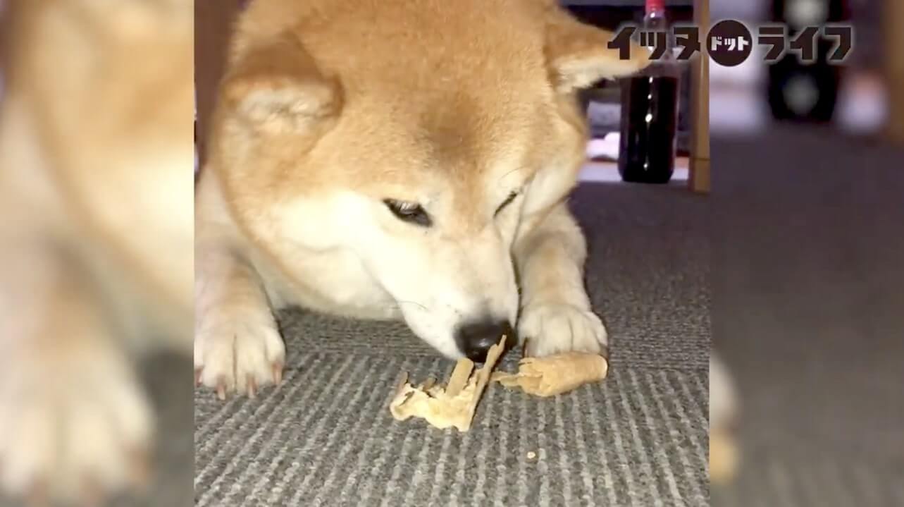 柴犬,動画,イッヌドットライフ