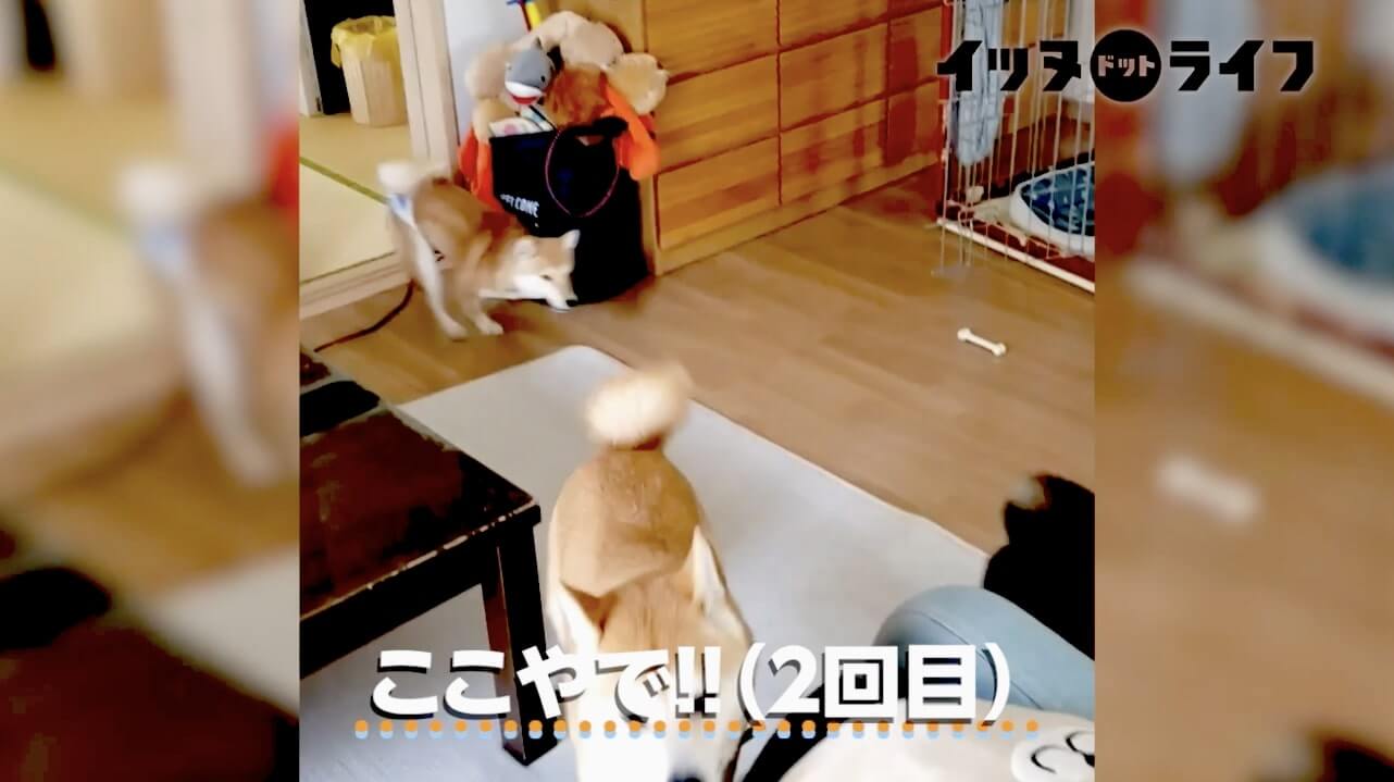 柴犬,動画,イッヌドットライフ