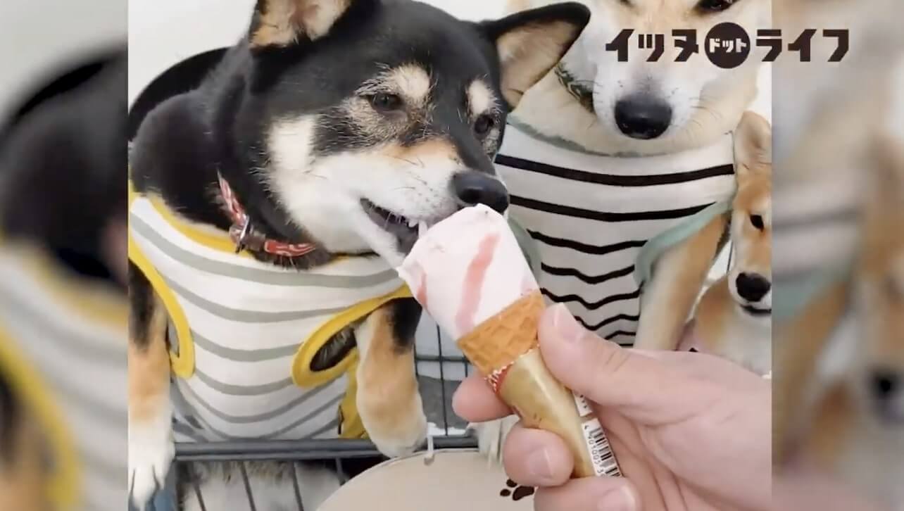 柴犬,動画,イッヌドットライフ