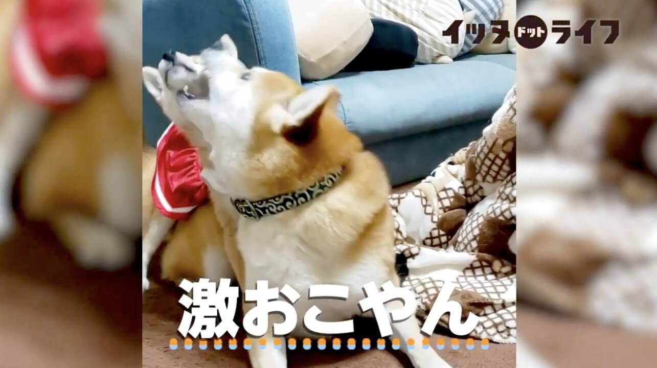 柴犬,動画,イッヌドットライフ