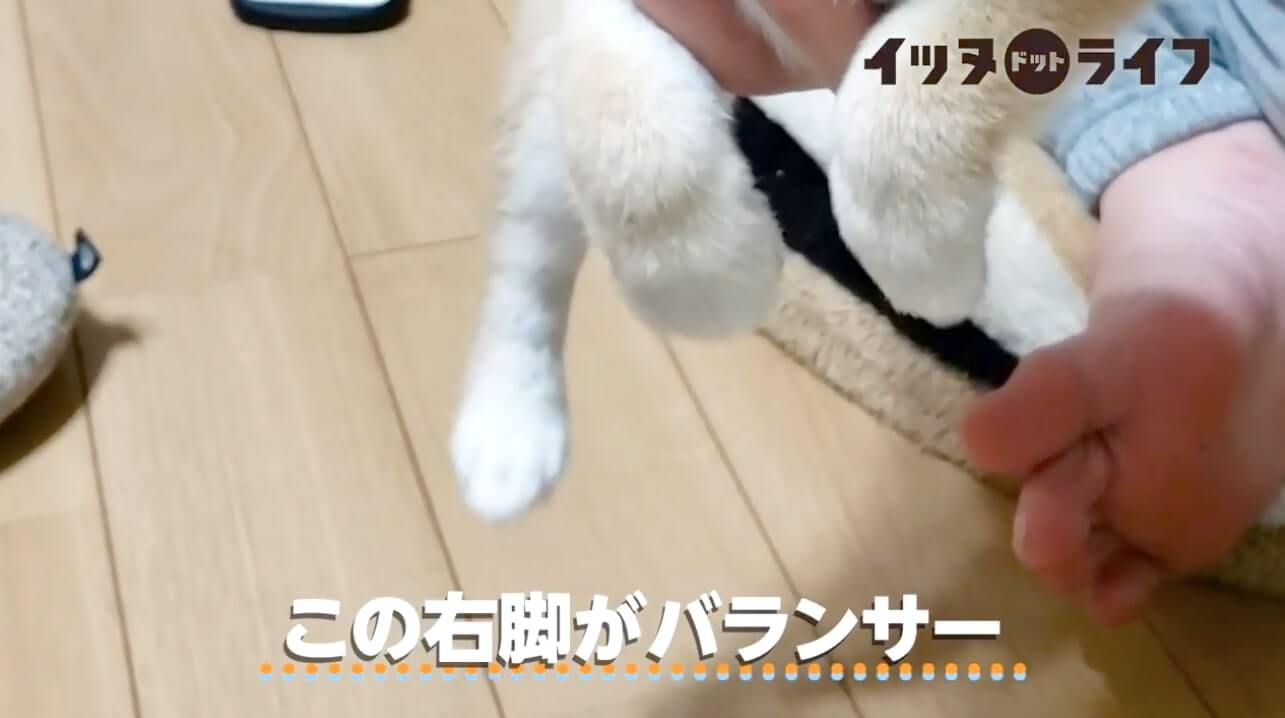 柴犬,動画,イッヌドットライフ