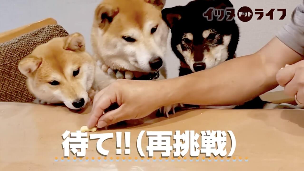 柴犬,動画,イッヌドットライフ