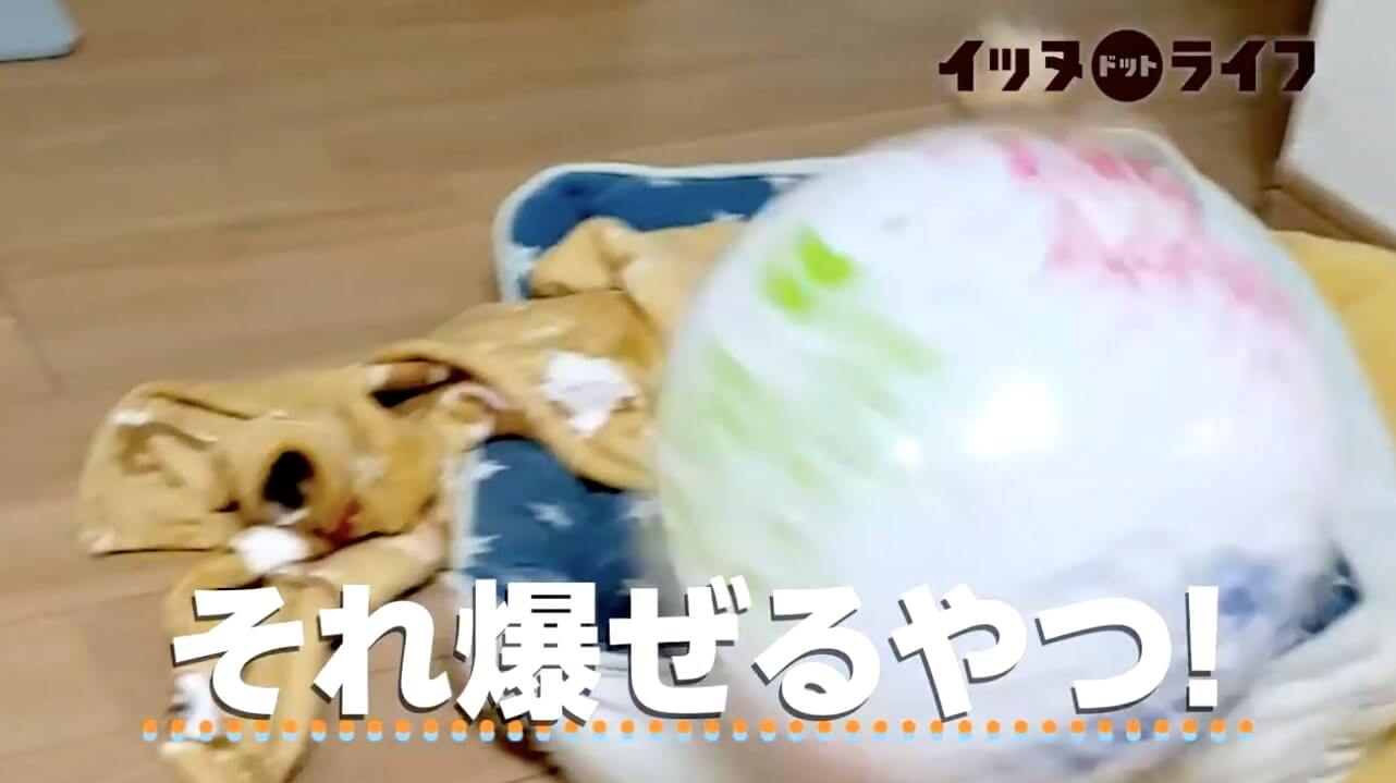 柴犬,動画,イッヌドットライフ