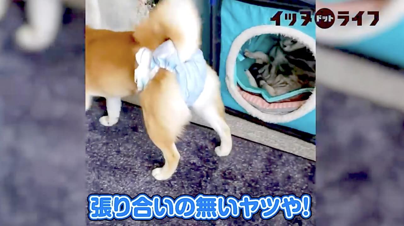柴犬,動画,イッヌドットライフ