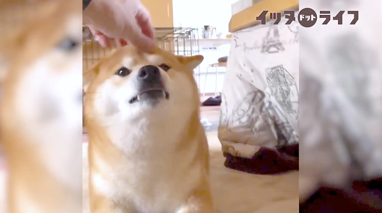 柴犬,動画,イッヌドットライフ