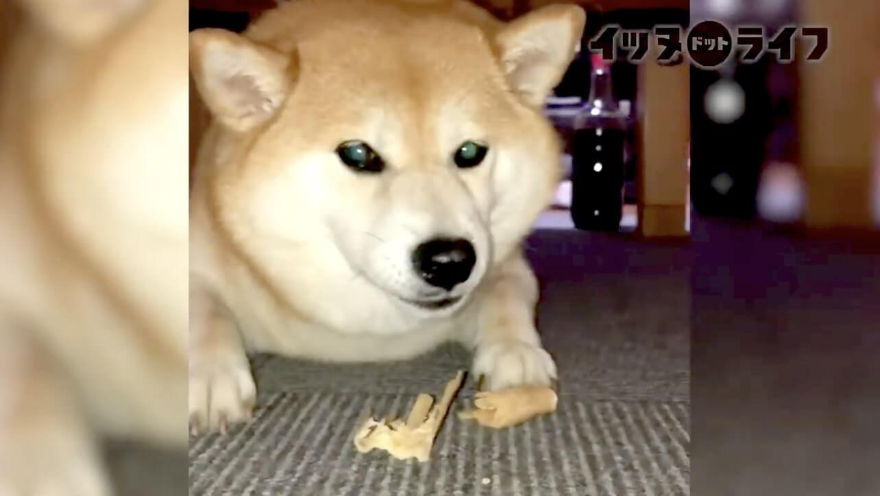 柴犬,動画,イッヌドットライフ