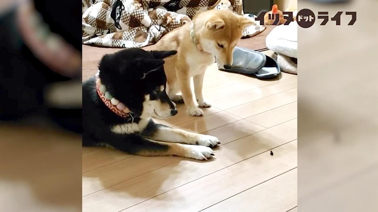 柴犬,動画,イッヌドットライフ