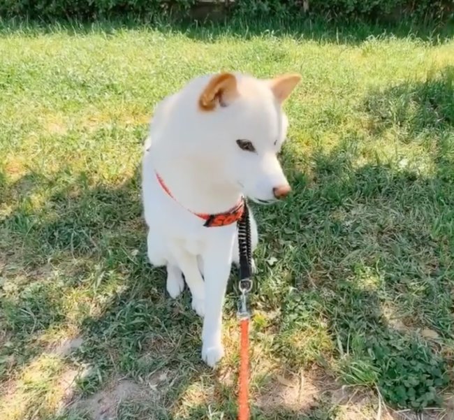 柴犬,Instagram